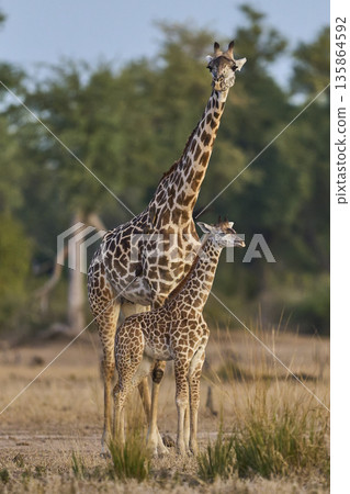 Thornicroft giraffe 135864592