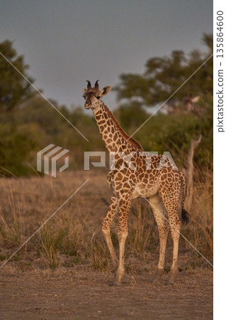 Thornicroft giraffe Thornicroft giraffe 135864600