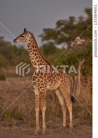 Thornicroft giraffe 135864601