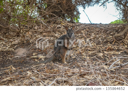 Wallaby standing on forest floor among dry leaves on Kangaroo Island Wallaby standing on forest floor among dry leaves on Kangaroo Island 135864652