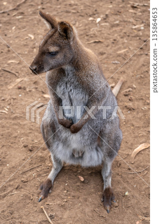 Wallaby standing on dry ground in Kangaroo Island, Australia Wallaby standing on dry ground in Kangaroo Island, Australia 135864653