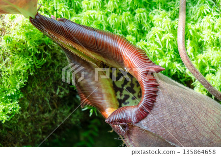 Nepenthes carnivorous plant in Singapore Botanic Gardens 135864658