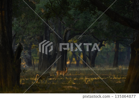 Yellow Baboon and Impala backlit amongst trees 135864877
