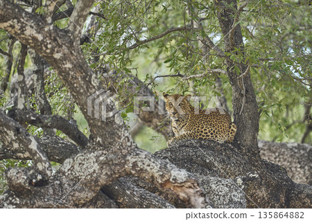 Leopard resting in a tree Leopard resting in a tree 135864882