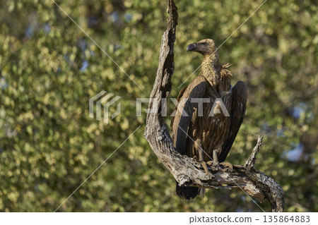 White-backed Vulture  135864883