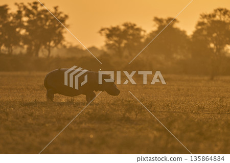 Hippo at sunrise 135864884