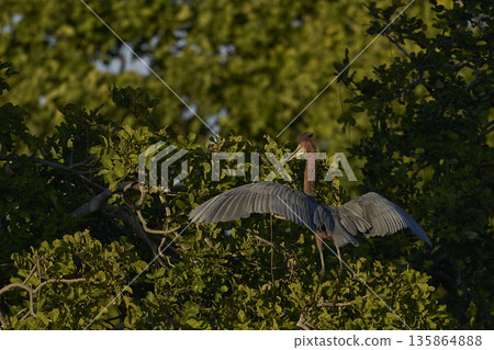 Goliath Heron Goliath Heron 135864888