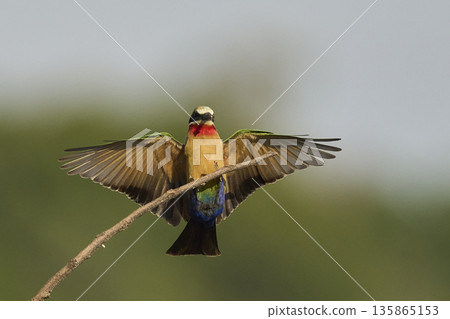 White-fronted Bee-eater 135865153