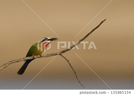 White-fronted Bee-eater 135865154