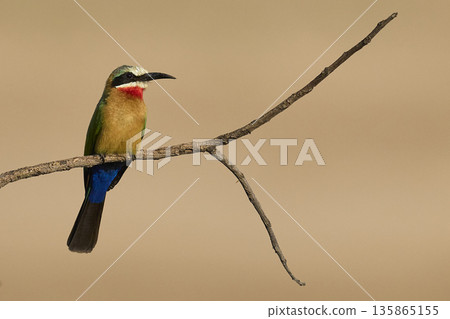 White-fronted Bee-eater 135865155
