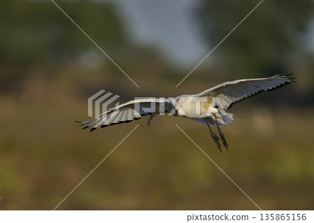 African Sacred Ibis African Sacred Ibis 135865156