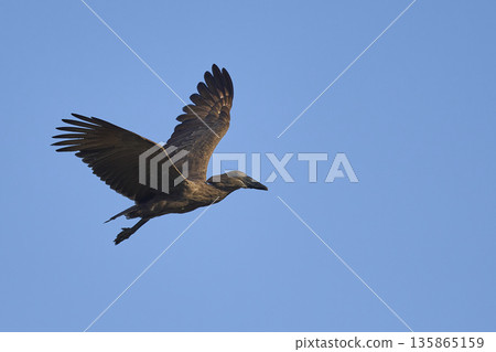 Hamerkop Hamerkop 135865159