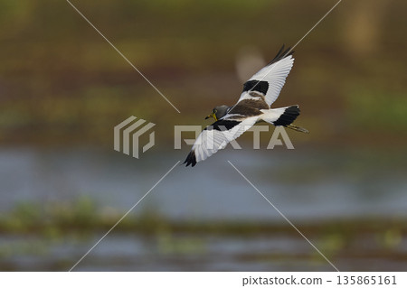 White-crowned Lapwing 135865161