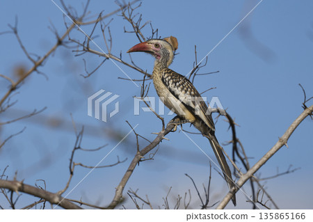 Southern Red-billed Hornbill  135865166