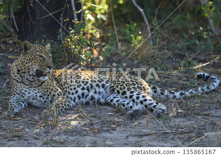 Leopard resting Leopard resting 135865167