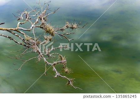 Branches covered in parasitic plants 135865245
