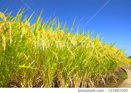 Rice ears and blue sky (autumn image) 135865395