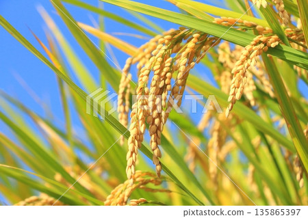 Rice ears and blue sky (autumn image) Rice ears and blue sky (autumn image) 135865397