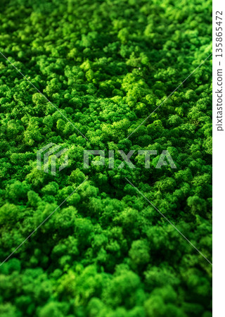 Surface of stabilized moss close-up. 135865472