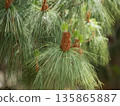Photo of a blooming spruce 135865887