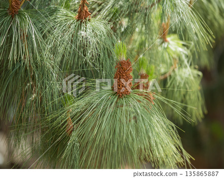 Photo of a blooming spruce 135865887