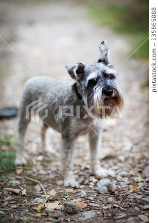Cute dog terrier walks in the park 135865888