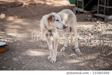 Dog with blue eyes on the chain, guards the house. 135865889