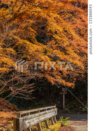 Scenery of Kuragari Valley in Okazaki City (Aichi Prefecture) Scenery of Kuragari Valley in Okazaki City (Aichi Prefecture) 135866043