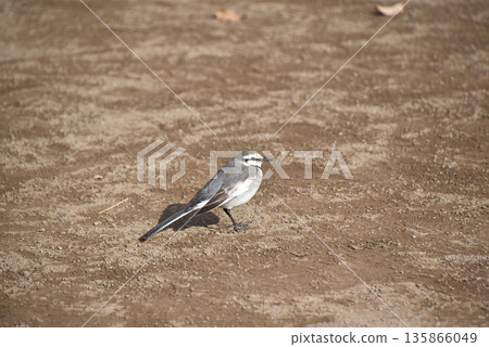 White wagtail (white wagtail) 135866049
