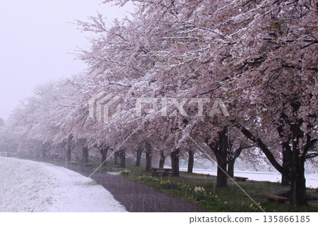 Ishii Sakura Embankment on the Kinugawa River in Utsunomiya City 135866185
