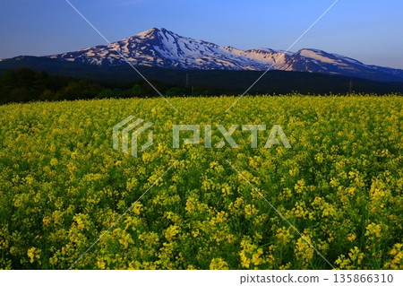 View of the Chikuma River and Mt. Chokai from Nanohana Park 135866310