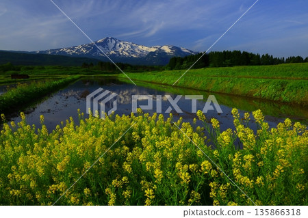 View of the Chikuma River and Mt. Chokai from Nanohana Park 135866318