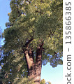 Blue sky and big tree 135866385