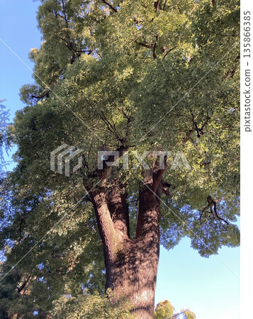 Blue sky and big tree 135866385
