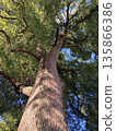 Blue sky and camphor tree 135866386