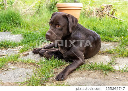Chocolate Labrador retriever lying on grass and looking away at outdoor dog agility area. Resting after fetch and training. Chocolate Labrador retriever lying on grass and looking away at outdoor dog agility area. Resting after fetch and training. 135866747