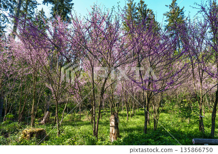 Eastern Redbud Tree or Cercis canadensis blossoming in the World Forest, Weltwald in Freising near Munich, Germany. Eastern Redbud Tree or Cercis canadensis blossoming in the World Forest, Weltwald in Freising near Munich, Germany. 135866750