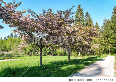Japanese cherry, Prunus serrulata blossoming in the World Forest, Weltwald in Freising near Munich, Germany. Japanese cherry, Prunus serrulata blossoming in the World Forest, Weltwald in Freising near Munich, Germany. 135866753