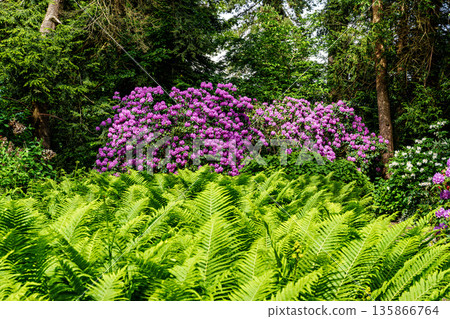 The Botanical Garden of Munich in Germany with garden pathes and topiary boxwood bushes on green meadows The Botanical Garden of Munich in Germany with garden pathes and topiary boxwood bushes on green meadows 135866764
