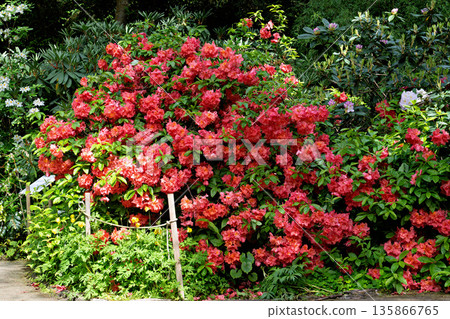 The Botanical Garden of Munich in Germany with garden pathes and topiary boxwood bushes on green meadows The Botanical Garden of Munich in Germany with garden pathes and topiary boxwood bushes on green meadows 135866765