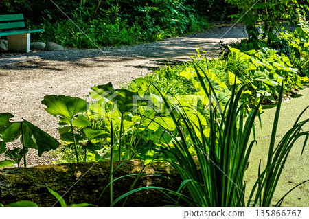 Hiking along the banks of the Bavarian River Wuerm with detailed views of green nature. 135866767