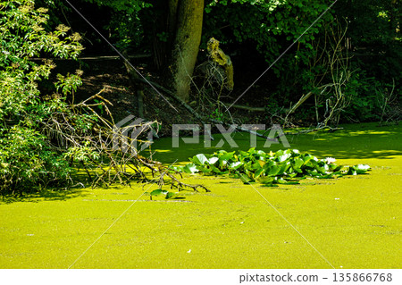 Hiking along the banks of the Bavarian River Wuerm with detailed views of green nature. 135866768