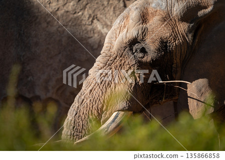 Wise old elephant in warm afternoon light 135866858