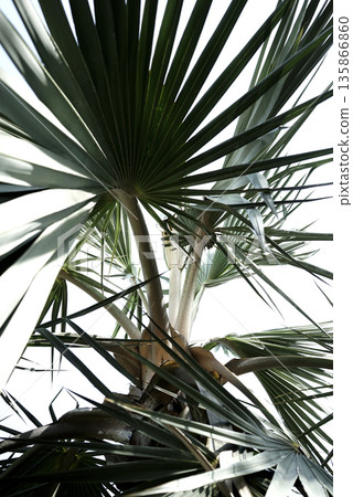 Real photography tropical palm trees clear sky low angle view horizon vertical image aesthetics 135866860