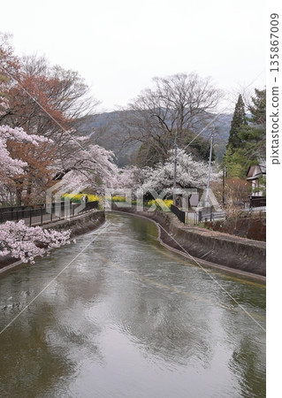 Lake Biwa Canal, cherry blossoms, and rape blossoms [Yamashina Ward, Kyoto City] 135867009