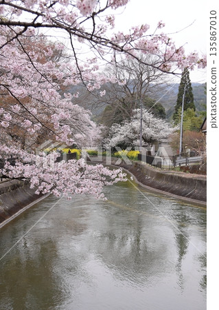 Lake Biwa Canal, cherry blossoms, and rape blossoms [Yamashina Ward, Kyoto City] 135867010