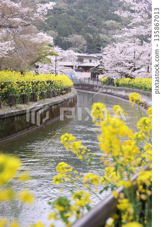 Lake Biwa Canal, cherry blossoms, and rape blossoms [Yamashina Ward, Kyoto City] 135867013