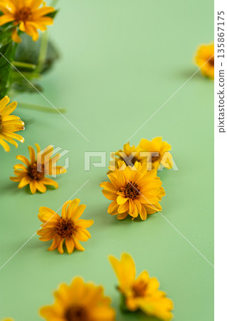 Wild yellow daisy flowers arranged with leaves on background Wild yellow daisy flowers arranged with leaves on background 135867175