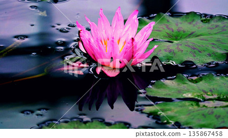 pink water lily flowers floating on the water surface 135867458