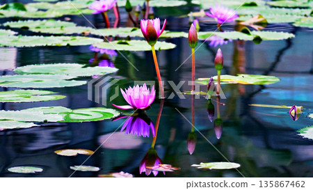 浮在水面上的睡蓮花 浮在水面上的睡蓮花 135867462
